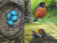 Robin's nest